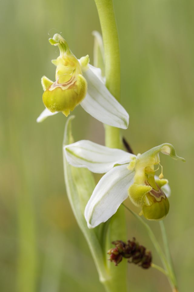 Serapias parviflora e ibridi (Mugello)